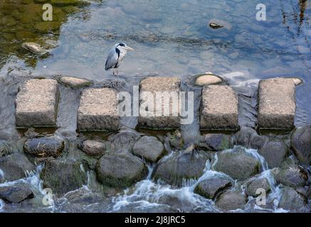 L'uccello dell'airone giapponese sta riposando su un percorso di pietra che attraversa il fiume Nakashima sotto il ponte di Ichiran nella città di Nagasaki di Kyushu. Foto Stock
