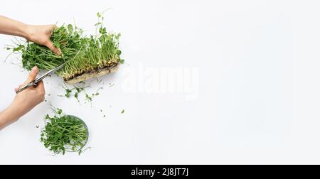 Striscione realizzato con le mani femminili taglia germogli di piselli verdi microfredi da semi e radici con forbici metalliche su sfondo bianco. Il concetto di mangiare sano. Germinazione di semi a casa. Spazio copia Foto Stock