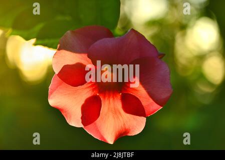 Vista ravvicinata dell'Allmanada viola in fiore (Allamanda blanchetii) Foto Stock