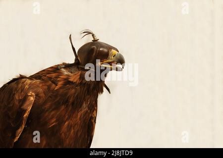 Vista ravvicinata di un'aquila dorata con gli occhi ricoperti da una maschera in pelle a Falconry Foto Stock