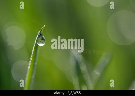 Primo piano di una goccia d'acqua appesa ad una lama d'erba con le erbe riflesse in essa. Sullo sfondo verde con riflessi chiari. Foto Stock