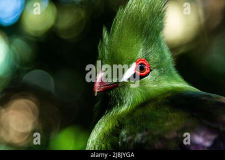 Gli uccelli di una piuma Foto Stock