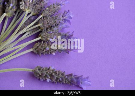 Freschi fiori di lavanda organica su sfondo viola con spazio copia Foto Stock