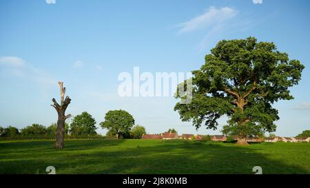 due alberi in un campo uno vivo e uno morto Foto Stock
