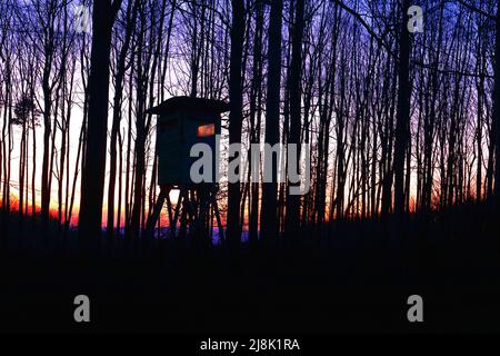 Foresta e cuoio rialzato alla luce della sera, Germania, Renania Settentrionale-Vestfalia Foto Stock