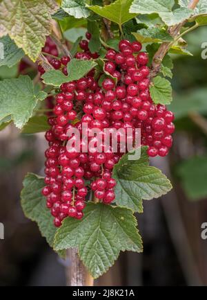 Ribes rosso settentrionale (Ribes rubrum 'Rotet', Ribes rubrum Rotet), ribes rosso, cultivar Rotet, Bundesrepublik Deutschland Foto Stock