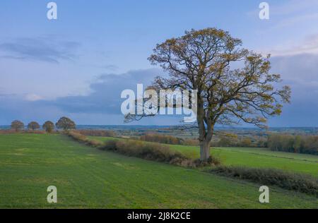 Rovere (Quercus spec.), paesaggio culturale con quercia e siepe, Germania, Schleswig-Holstein Foto Stock