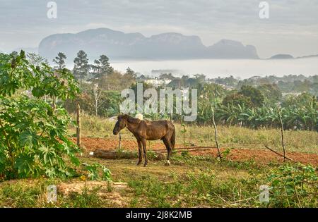 Nebbia mattutina sulla Valle dei Vinales, cavallo di un contadino su un campo, colline di gesso nel backgound, Cuba, Pinar del Rio, Vinales Foto Stock