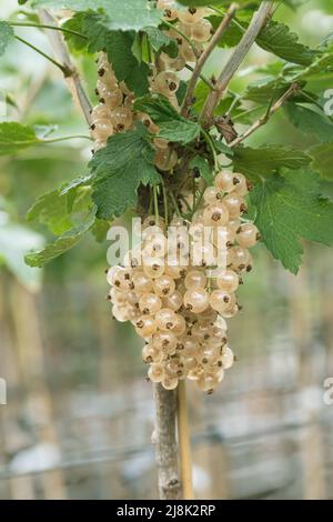 Ribes bianco (Ribes rubrum 'Weisse aus Jueterbog', Ribes rubrum Weisse aus Jueterbog), ribes bianco, cultivar Weisse aus Jueterbog, Bundesrepublik Foto Stock