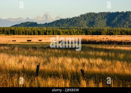 Bestiame pascolo in un pascolo lungo fiume caldo con Teton Range sullo sfondo a Island Park, Fremont County, Idaho, Stati Uniti Foto Stock