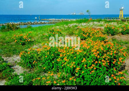 lantana comune cresce selvaggia lungo il bordo dell'acqua, 28 aprile 2022, a Dauphin Island, Alabama. Foto Stock