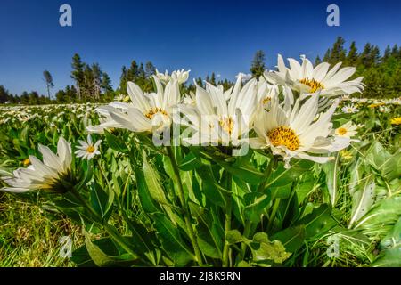 I fiori selvatici crescono lungo l'autostrada 20 attraverso Island Park, Fremont County, Idaho, USA, aggiungendo bellezza a un viaggio già bello. Foto Stock