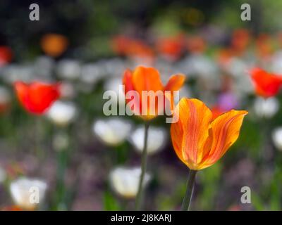 Splendidi fiori visti all'annuale Ottawa Tulip Festival, una celebrazione annuale nella capitale della nazione. Foto Stock