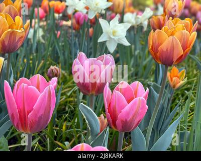 Splendidi fiori visti all'annuale Ottawa Tulip Festival, una celebrazione annuale nella capitale della nazione. Foto Stock