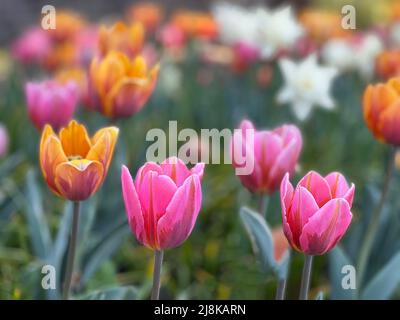 Splendidi fiori visti all'annuale Ottawa Tulip Festival, una celebrazione annuale nella capitale della nazione. Foto Stock