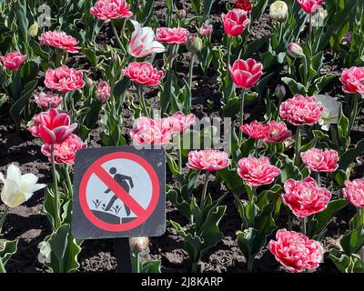 Splendidi fiori visti all'annuale Ottawa Tulip Festival, una celebrazione annuale nella capitale della nazione. Foto Stock