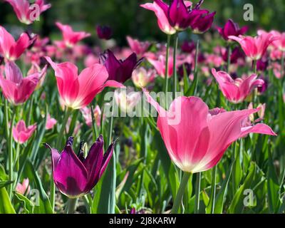 Splendidi fiori visti all'annuale Ottawa Tulip Festival, una celebrazione annuale nella capitale della nazione. Foto Stock