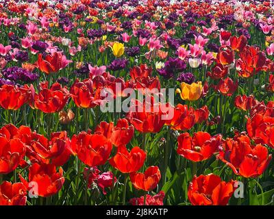 Splendidi fiori visti all'annuale Ottawa Tulip Festival, una celebrazione annuale nella capitale della nazione. Foto Stock