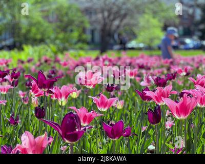 Splendidi fiori visti all'annuale Ottawa Tulip Festival, una celebrazione annuale nella capitale della nazione. Foto Stock