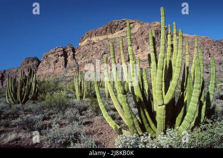 Pipe Organ National Park in Arizona, USA Foto Stock