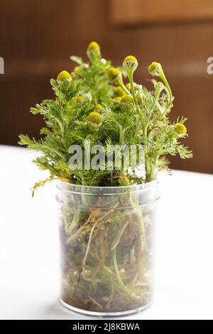 Chamomilla suaveolens - ananas erbaccia in un vaso di vetro. Foto Stock