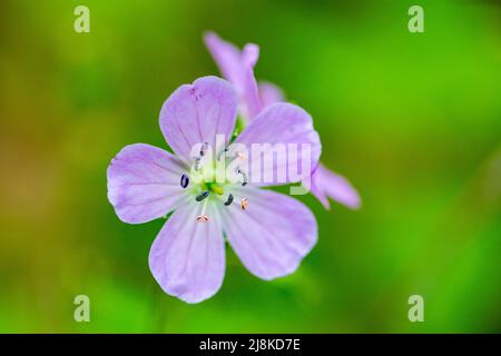 Un geranio selvatico fiorisce in un caldo pomeriggio primaverile in New England. Foto Stock