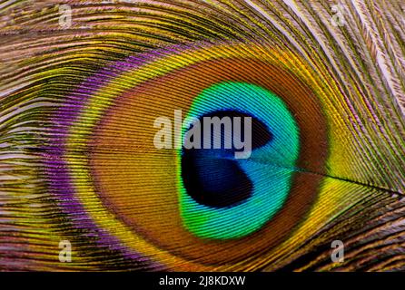 Macro di peacock feather isolato su bianco Foto Stock