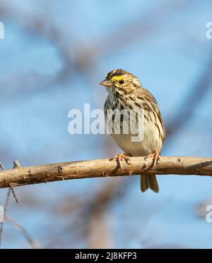 Il passero di Savannah (Passerculus sandwich) Foto Stock