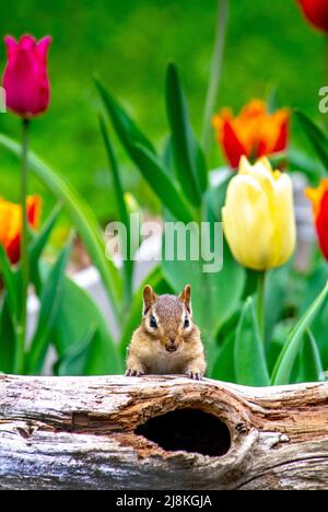 Un piccolo chippunk a strisce marrone sale su un tronco vuoto in un giardino pieno di tulipani Foto Stock