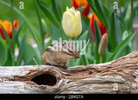 Il piccolo chippunk, chiamato anche scoiattolo di terra, sale su un tronco vuoto in un giardino primaverile Foto Stock