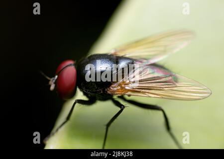 La fotografia macro di mosca carnaria nero su verde foglia Foto Stock