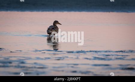 Mattina presto sulla spiaggia di Spiekeroog, Germania Foto Stock