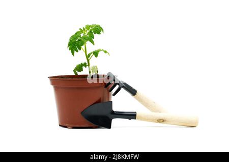 Piantina di pomodoro nella pentola marrone vicino a kit di cura di houseplant compreso rastrello e paletta isolato su sfondo bianco Foto Stock