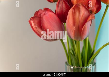 Bouquet su sfondo grigio-blu. Tulipani rossi in un vaso di vetro trasparente. Bellissimi fiori di primavera. Foto Stock