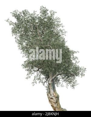 Ulivo dettagliato con foglie verdi isolate su bianco, 3D Illustrazione. Foto Stock