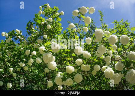 Palle da neve reali (Viburnum opulus), varietà Roseum, fioritura, Bourscheid, Diekirch distretto, Ardenne, Lussemburgo, Europa Foto Stock