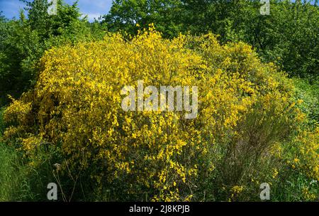 Comune Bobush della scope (Cytisus scoparius), fioritura, Bourscheid, Diekirch distretto, Ardenne, Lussemburgo, Europa Foto Stock