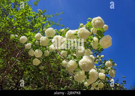 Palle da neve reali (Viburnum opulus), varietà Roseum, fioritura, Bourscheid, Diekirch distretto, Ardenne, Lussemburgo, Europa Foto Stock