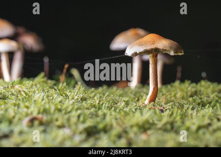 Particolare di funghi in una foresta su un tronco di albero di muschio Foto Stock