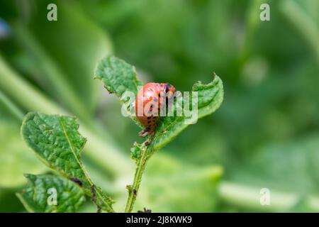 Il Colorado potato beetle larva Foto Stock