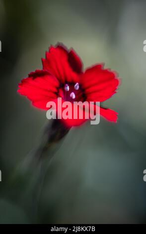Un'immagine macro da sogno di un garofano in pietra scattata con un vecchio obiettivo analogico su una fotocamera moderna Foto Stock