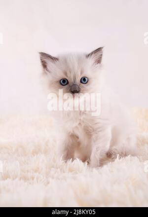 gattino di ragdoll con occhi blu seduti su sfondo beige. Foto di alta qualità per biglietti e calendari Foto Stock