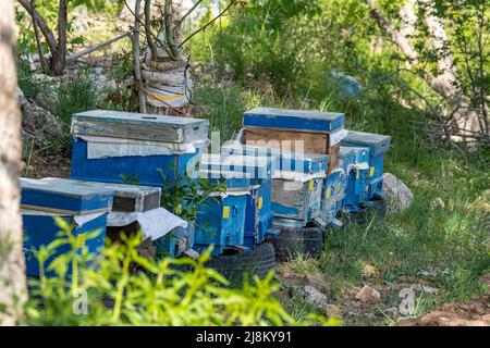 Primo piano di alveari blu grandi e piccoli con messa a fuoco selettiva. Foto Stock