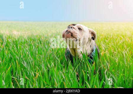 Nero tricolore inglese / inglese britannico Bulldog Dog guardare in su, leccarsi la lingua e camminare nel campo di grano in caldo giorno di sole Foto Stock