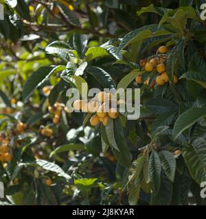 Orticoltura di Gran Canaria - loquat, Eriobotrya japonica, sfondo naturale macro floreale Foto Stock