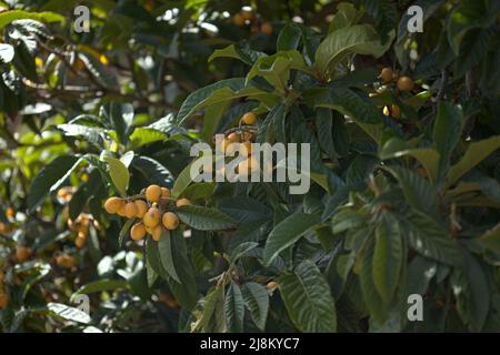 Orticoltura di Gran Canaria - loquat, Eriobotrya japonica, sfondo naturale macro floreale Foto Stock