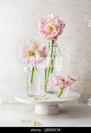 Bel bouquet di fiori di tulipano bianchi, rosati, verdi in vaso di vetro e bottiglie. (Tulipa Danceline) decorazione di casa o giardino. Spazio di copia. Foto Stock