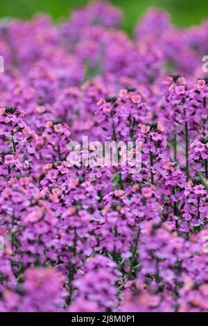 Wallflower, Erysimum linifolium Super Bowl serie Compact Purple Foto Stock