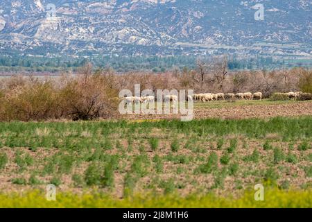 Fuoco selettivo sparato di pascolando pecora. Foto Stock