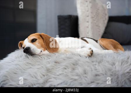 Ritratto di cane da beagle maschio adulto che dorme all'aperto sul divano Foto Stock